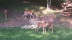Deer coming by to visit